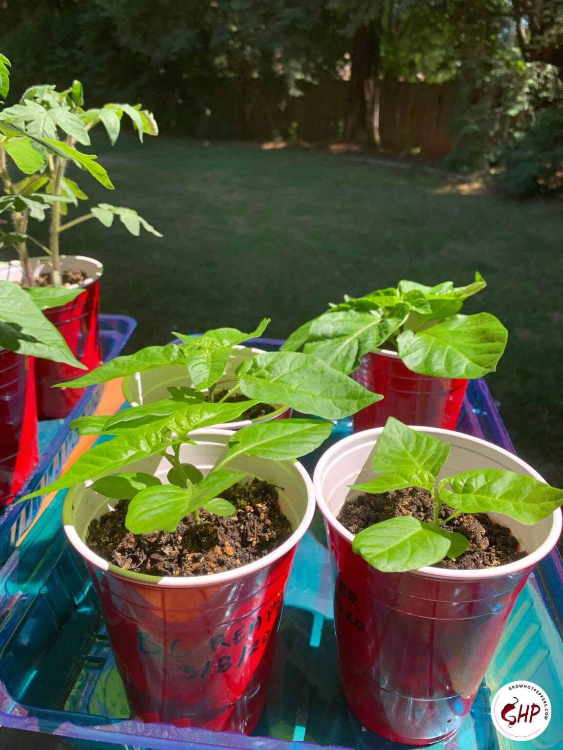 Cayenne Pepper Plant A 7 Step Visual Guide To Growing Cayennes In Pots