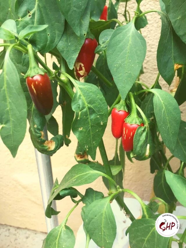 Can You Grow Jalapenos From Store Bought Peppers?