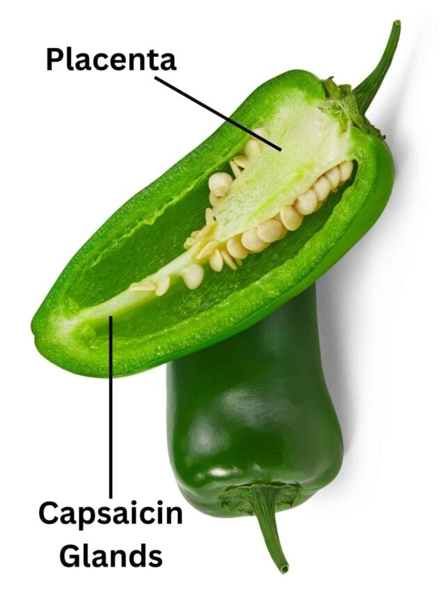 Jalapeno Scoville About Heat + 7 Easy Hacks For Growing Spicier
