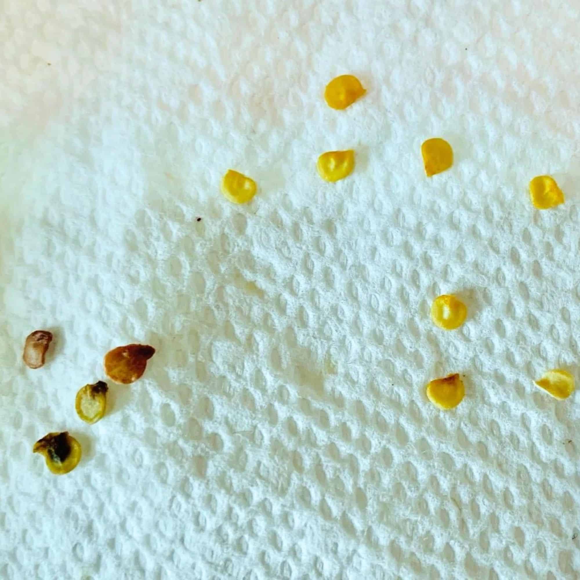 Germinating Pepper Seeds 3 Tricks To Get Them To Sprout Grow Hot Peppers