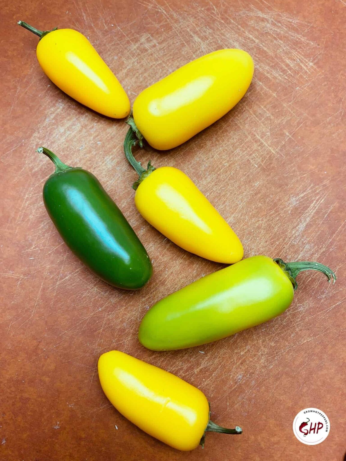 Growing Jalapenos 101 How To Grow Jalapenos From Seeds To Potted