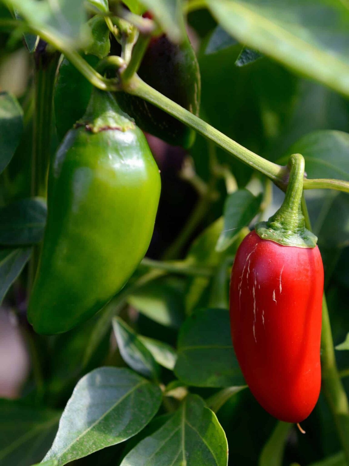 Jalapeno Scoville About Heat + 7 Easy Hacks For Growing Spicier