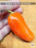 Jalapeno Scoville: About Heat + 7 Easy Hacks For Growing Spicier