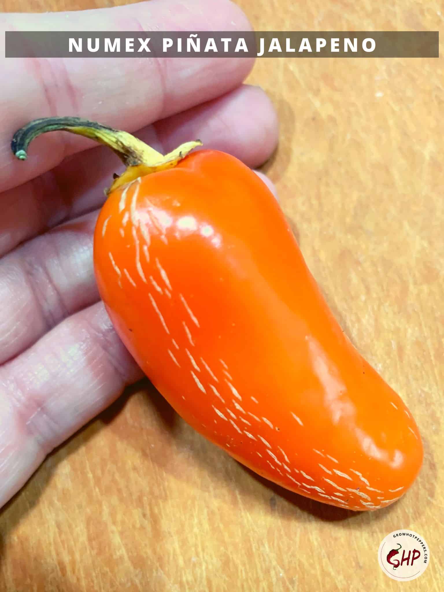 Jalapeno Scoville About Heat + 7 Easy Hacks For Growing Spicier