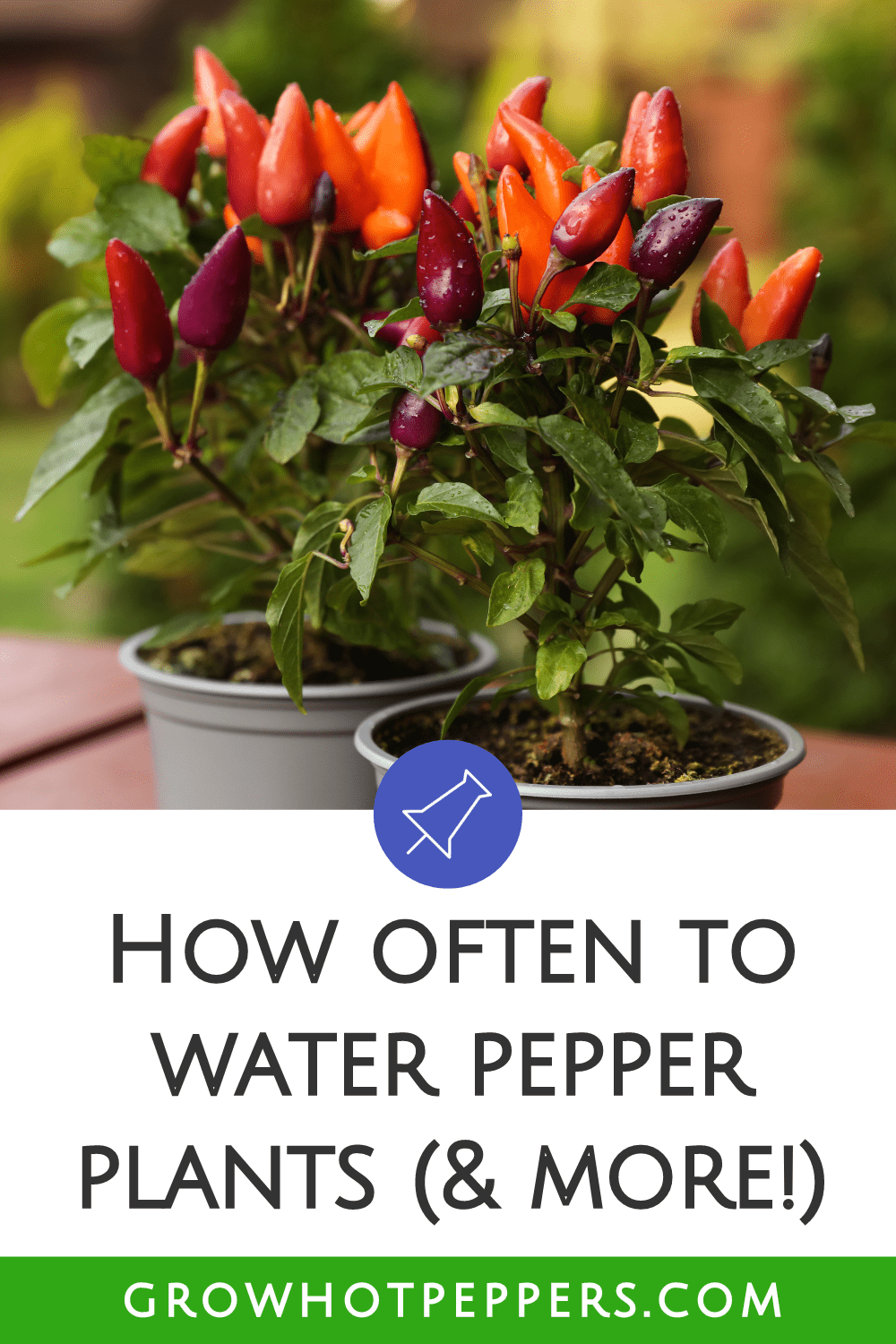 Watering Peppers & How To Bottom Water Plants Without Fail (+ Printout