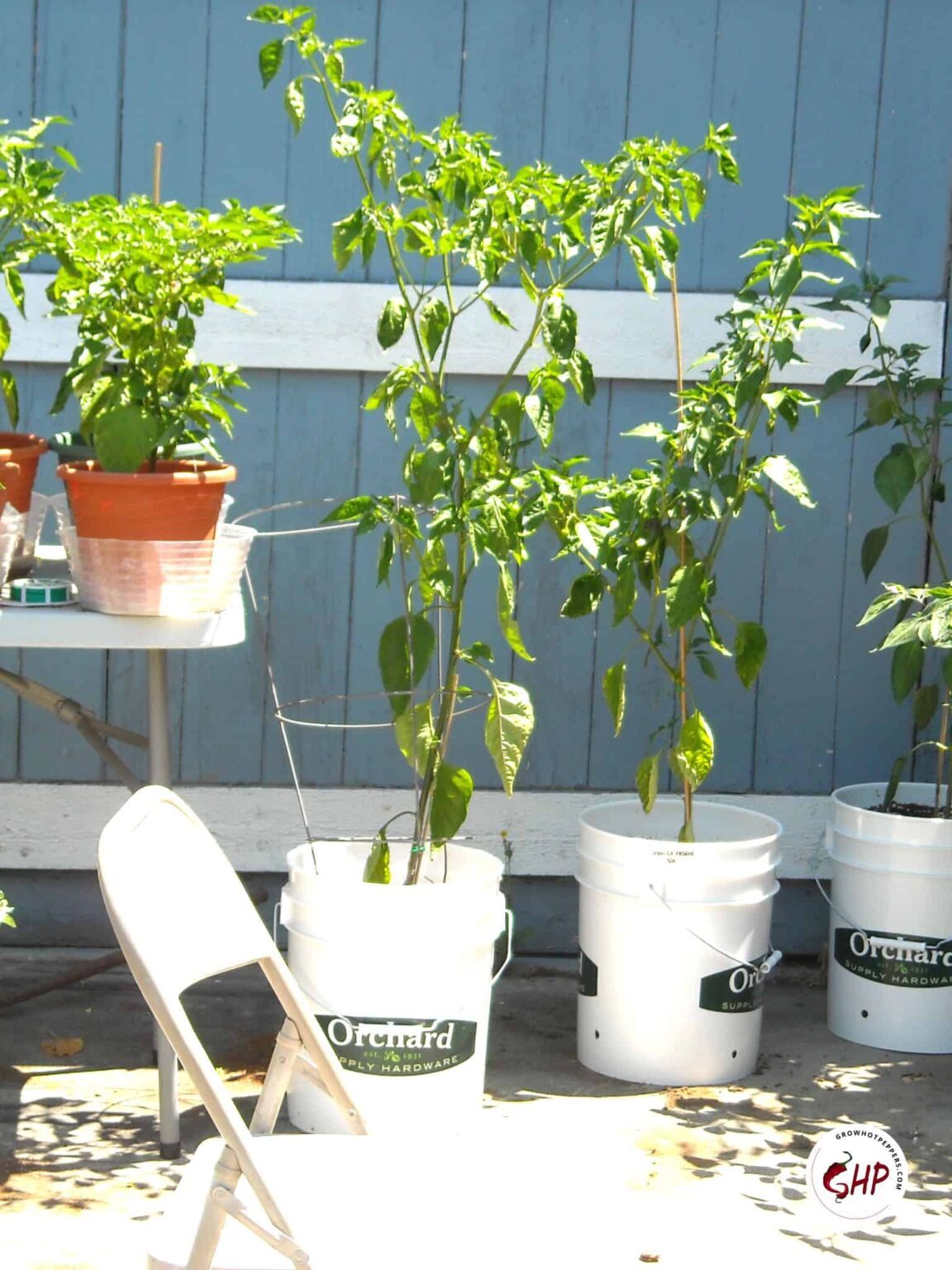 Watering Peppers & How To Bottom Water Plants Without Fail (+ Printout) Grow Hot Peppers