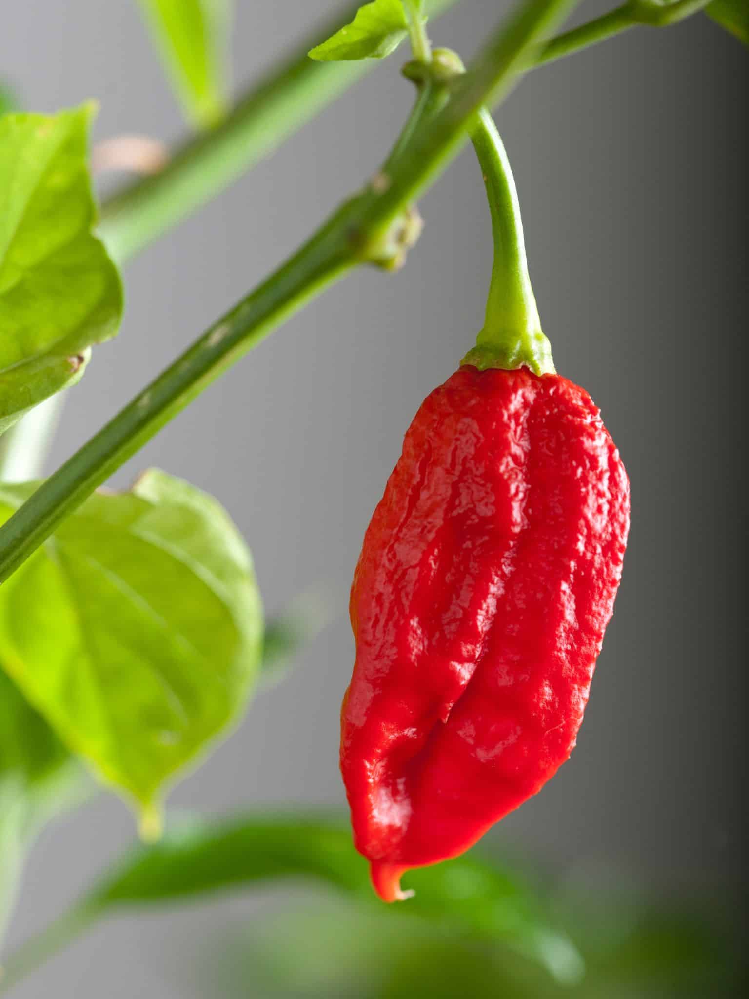 When To Plant Peppers 11 Best Garden Zones For Chiles (+ Seed Planting