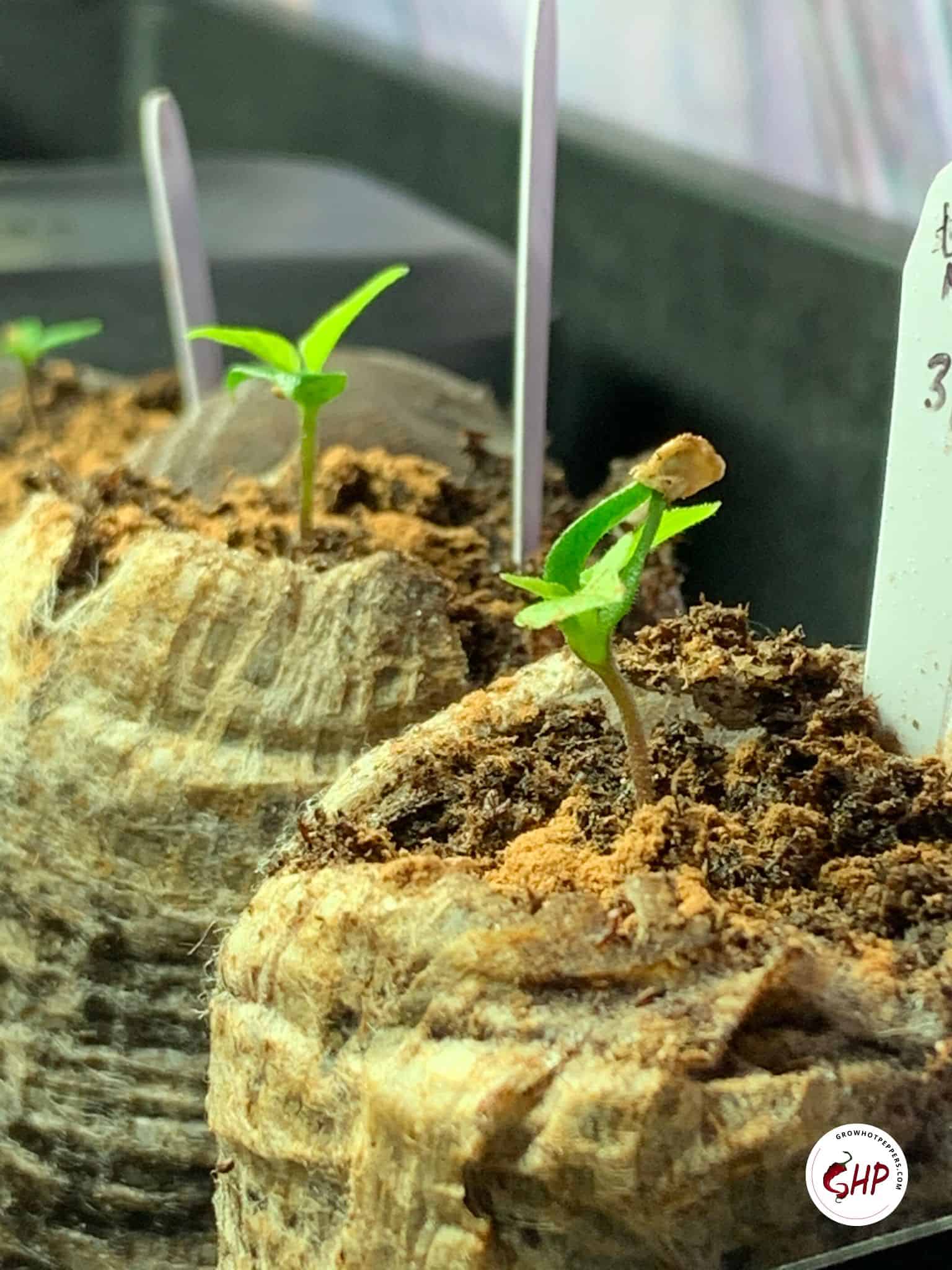 When To Plant Peppers 11 Best Garden Zones For Chiles (+ Seed Planting