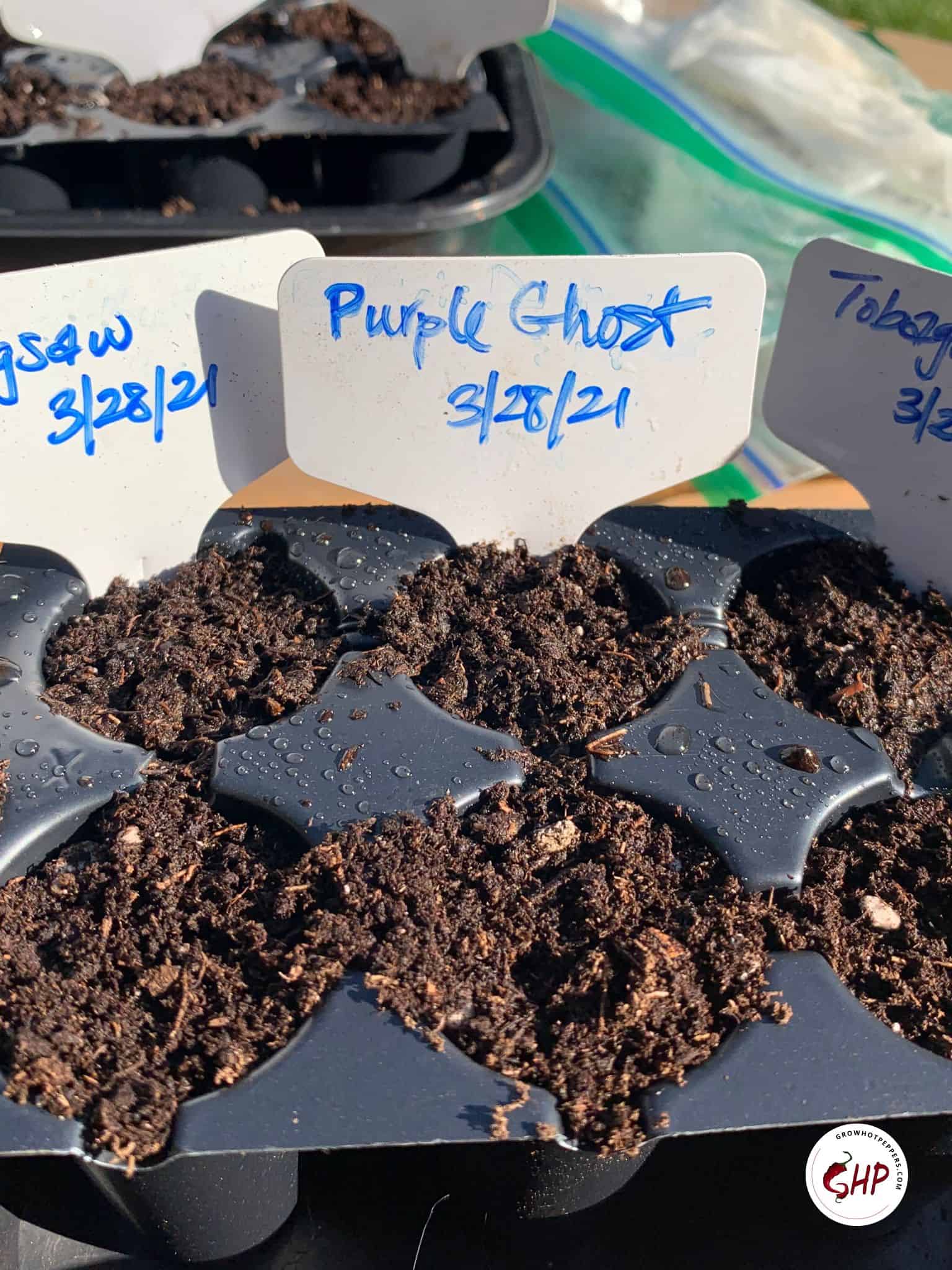 When To Plant Peppers 11 Best Garden Zones For Chiles (+ Seed Planting