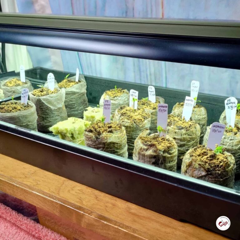 Growing Peppers From Seed To Harvest The Ultimate 11 Step Guide (2024