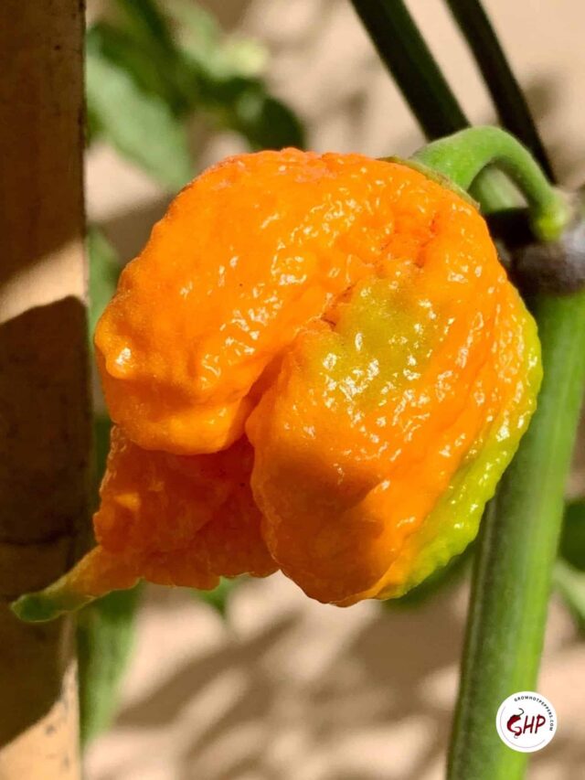 Growing Peppers From Seed To Harvest The Ultimate 11 Step Guide (2024