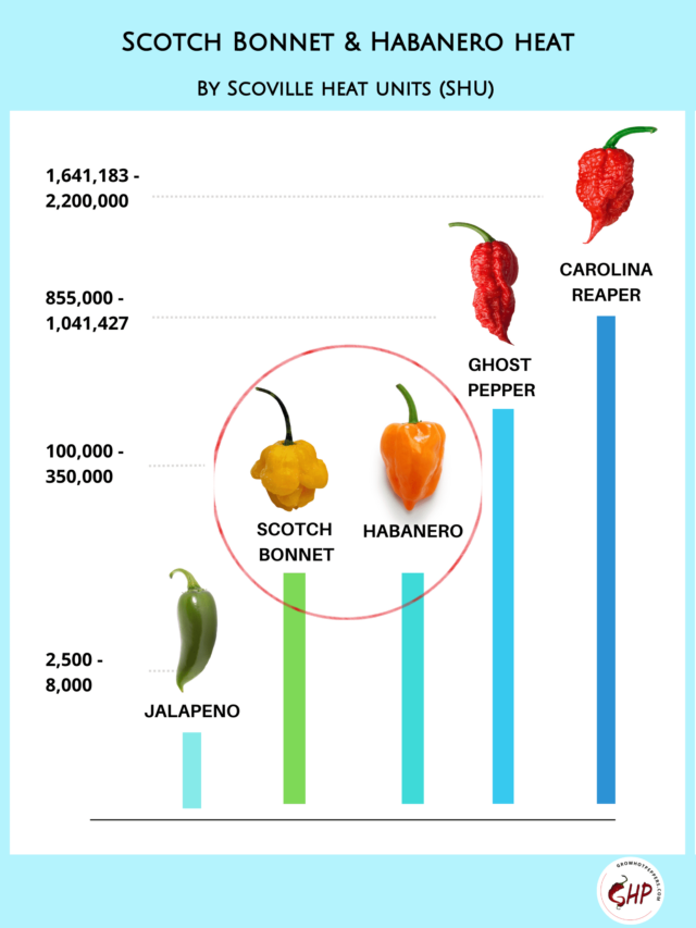 Scotch Vs Habanero Revealing 3 Key Differences In This Spicy Family Grow Hot Peppers