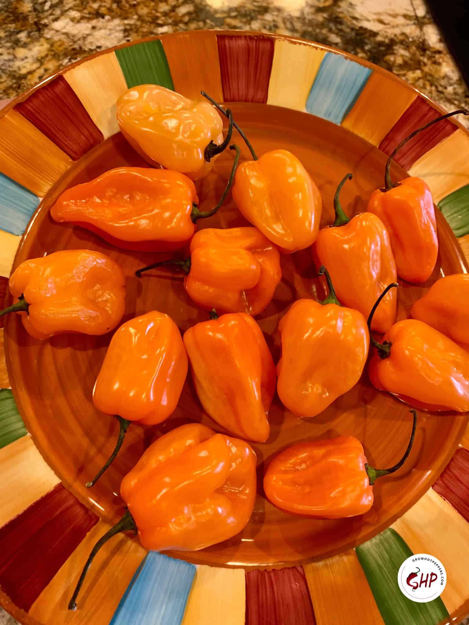 When To Pick Habaneros + 3 Best Ways To Store Peppers Grow Hot Peppers
