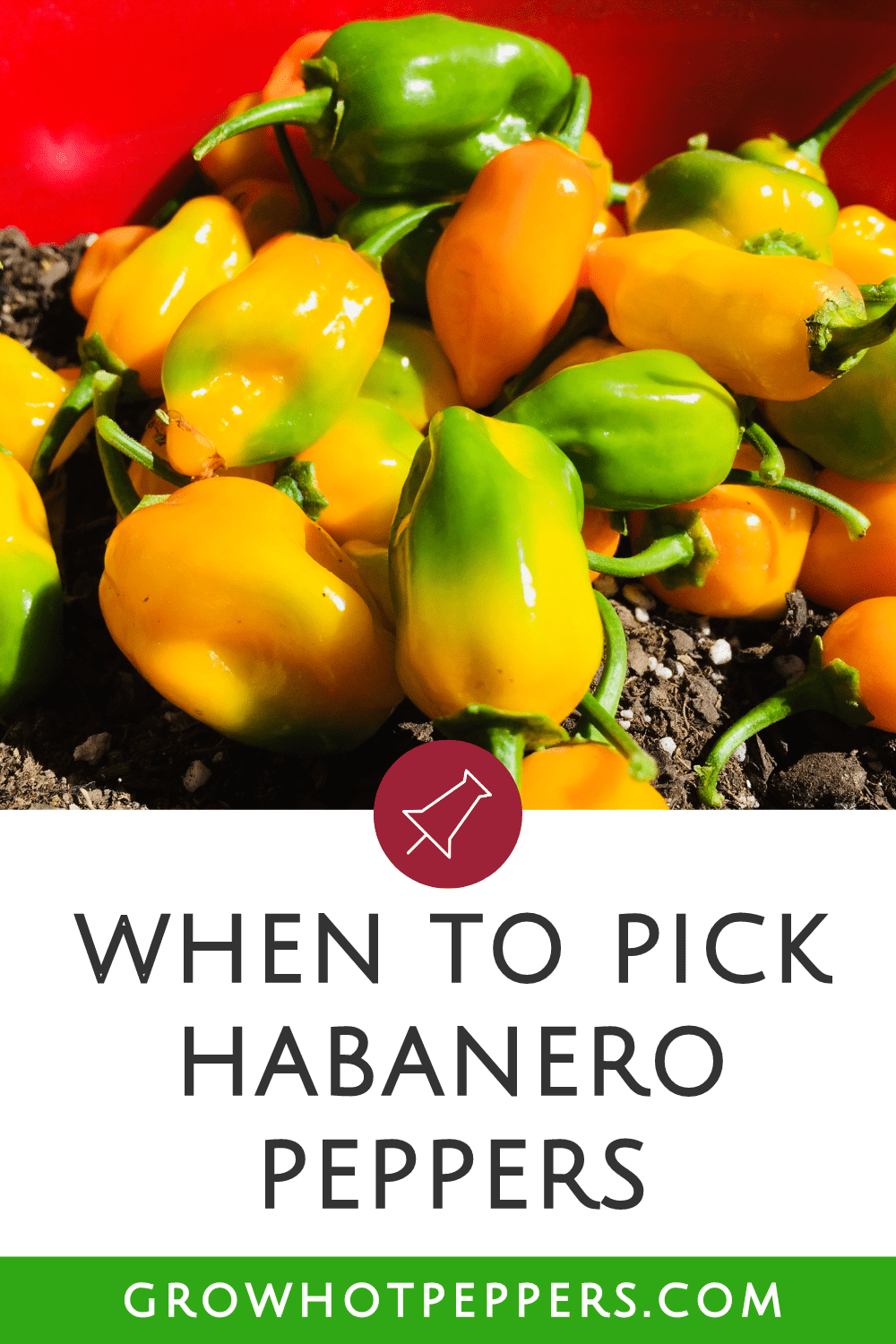 When To Pick Habaneros + 3 Best Ways To Store Peppers Grow Hot Peppers