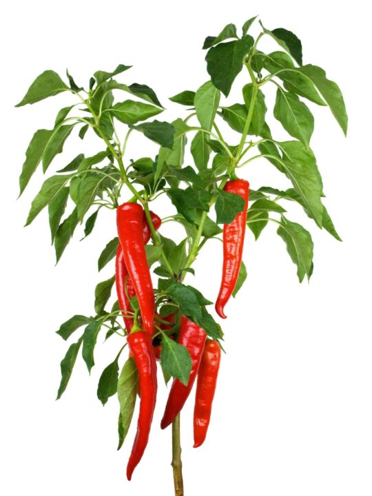 Cayenne Pepper Plant A 7 Step Visual Guide To Growing Cayennes In Pots