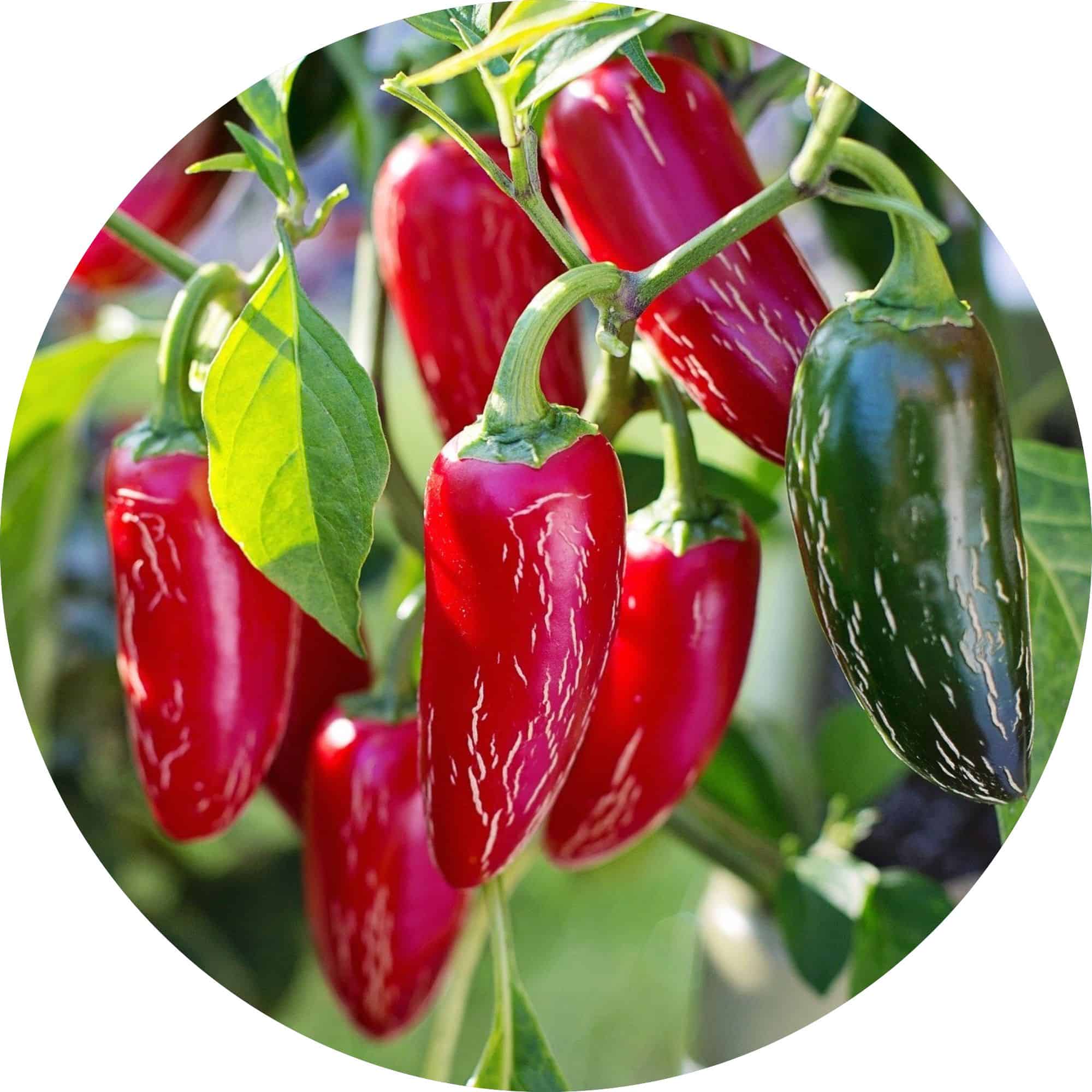Growing Peppers In Containers From Start To Finish Grow Hot Peppers