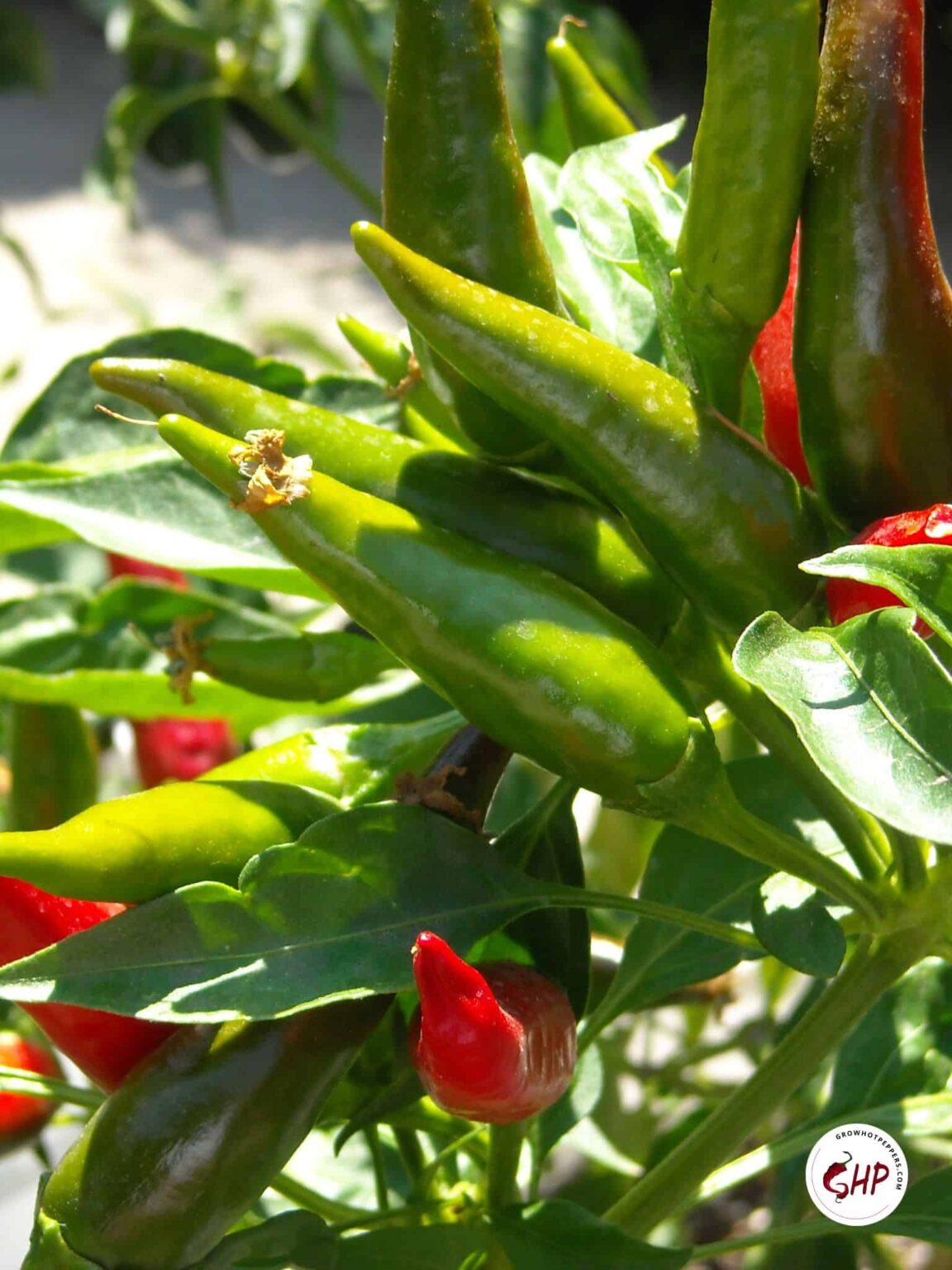 Chile Guajillo All About This Dried Mexican Pepper + 7 Guajillo