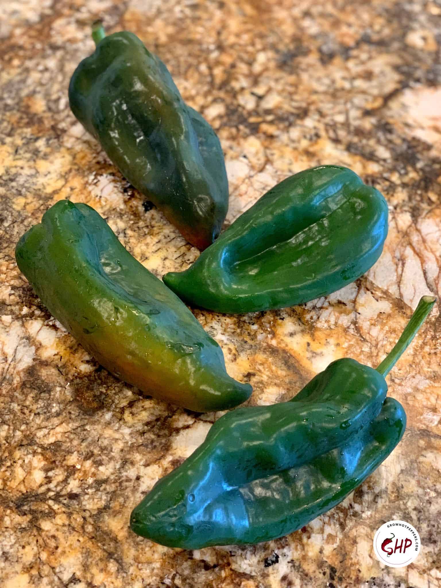 Poblano Peppers Scoville, Cooking, & Growing + 3 Easy Ways To Roast Poblanos Grow Hot Peppers