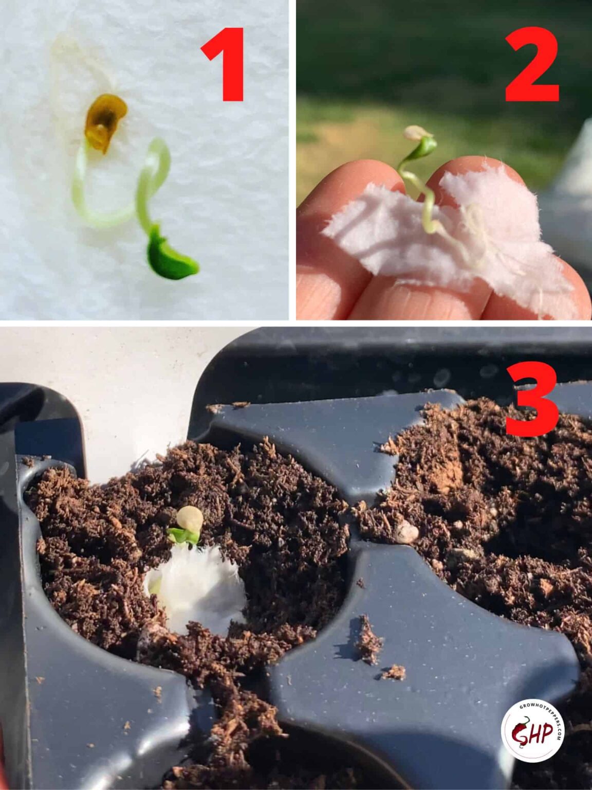 How To Care For Pepper Seedlings After Seeds Sprout (2024) Grow Hot