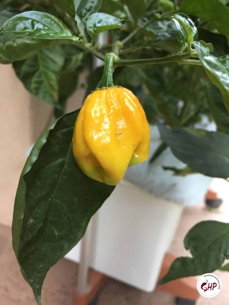 Habanero Peppers (The Ultimate Guide)