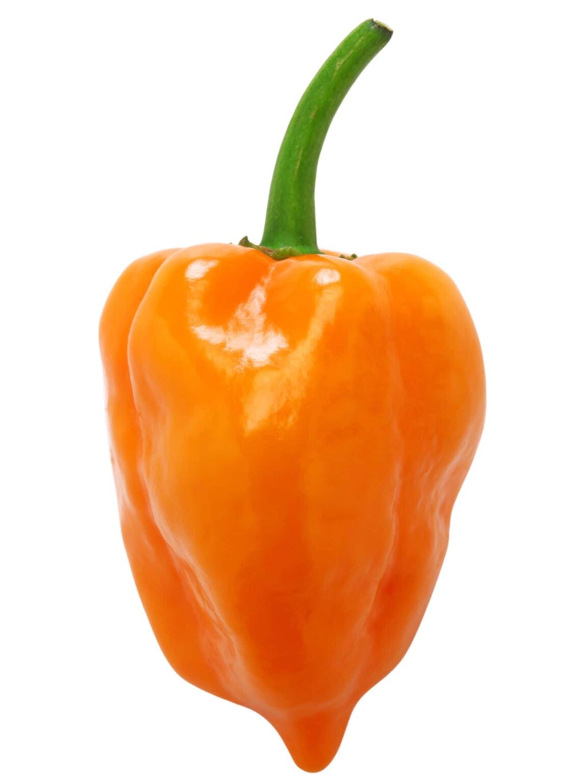 How To Grow Habanero Pepper Plants In Pots 3 Best Options Explained Grow Hot Peppers