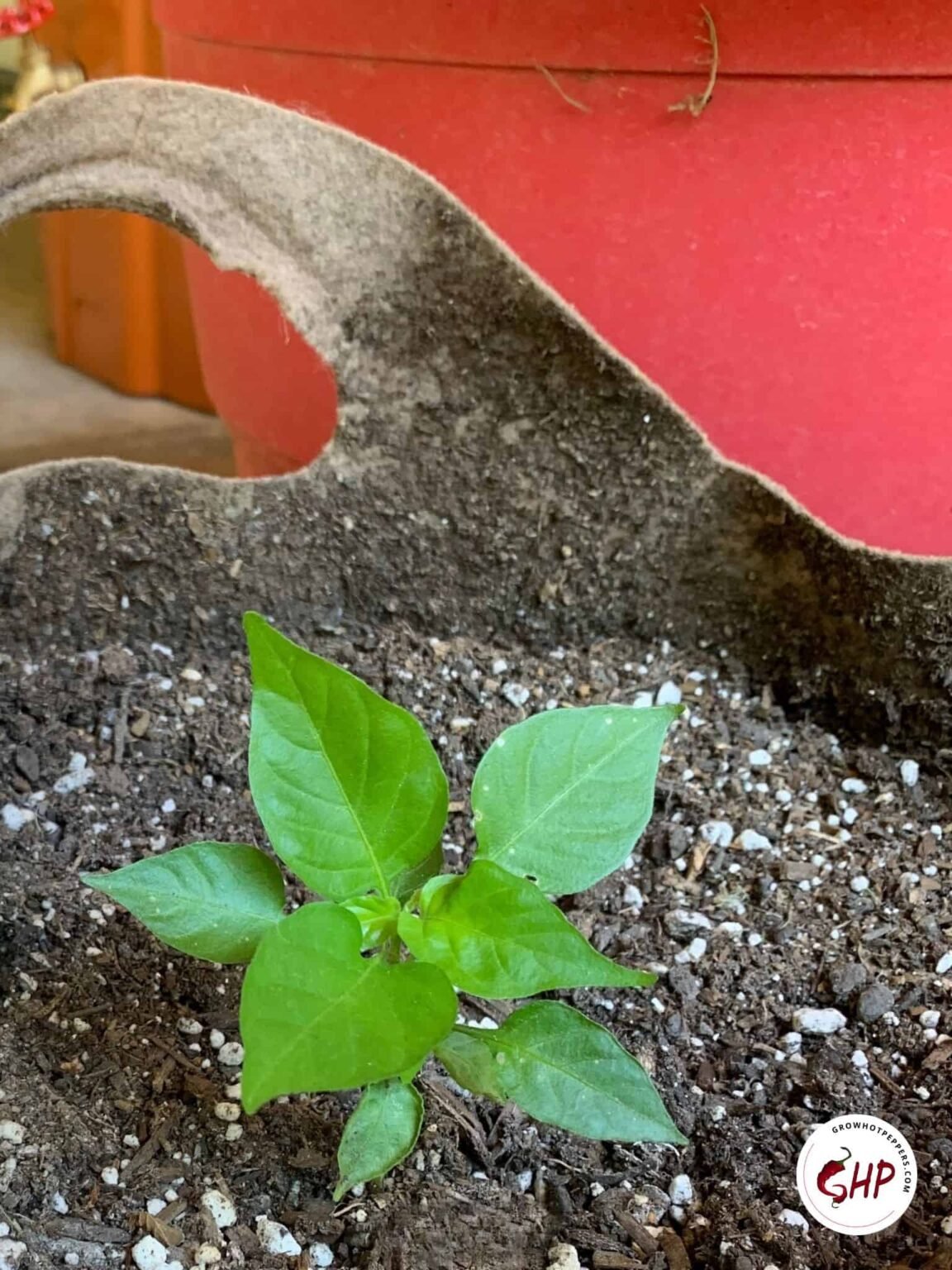 How To Grow Habanero Pepper Plants In Pots 3 Best Options Explained