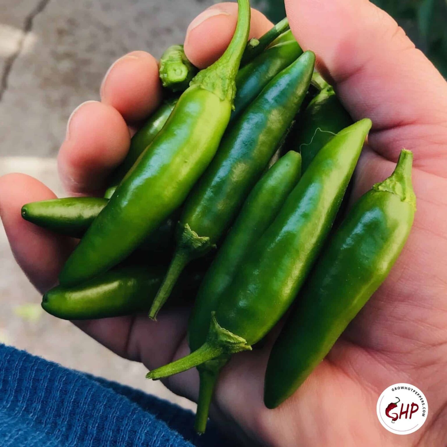 11 Cayenne Pepper Substitute Picks When You Run Out + Best Swap Tips