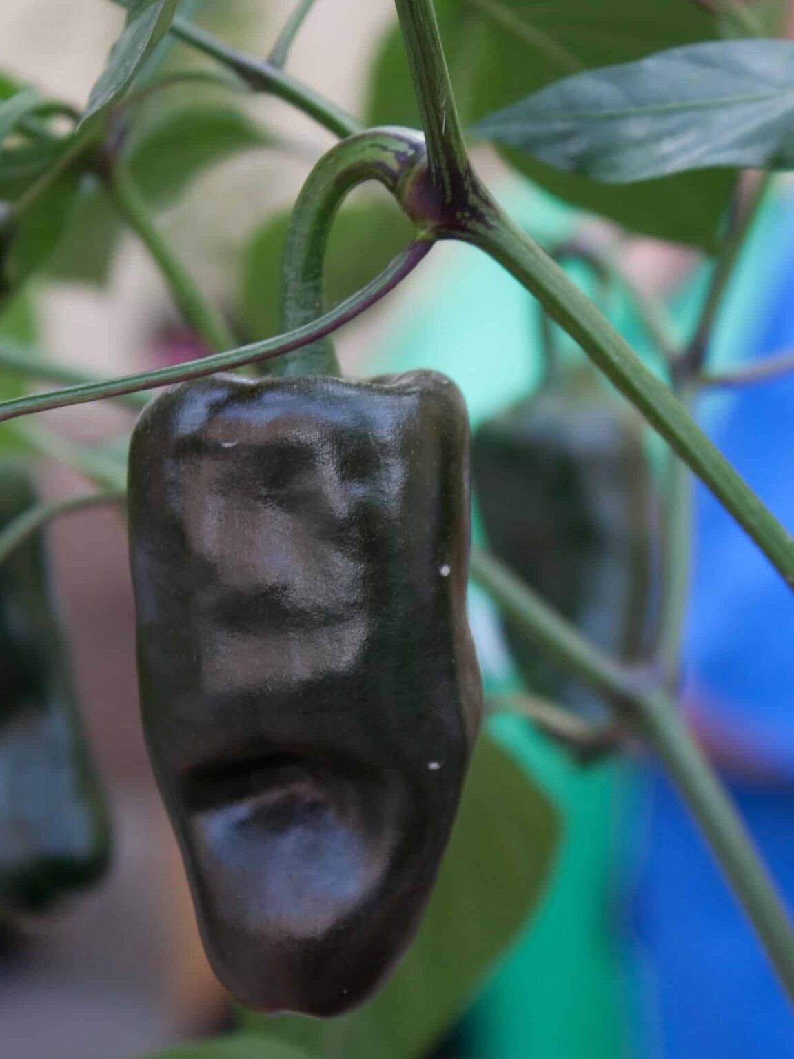 23 Mexican Chiles You're Definitely Going To Want To Eat (and Grow ...